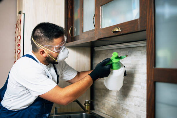 Best Wasp Removal Services  in Brunswick, MD