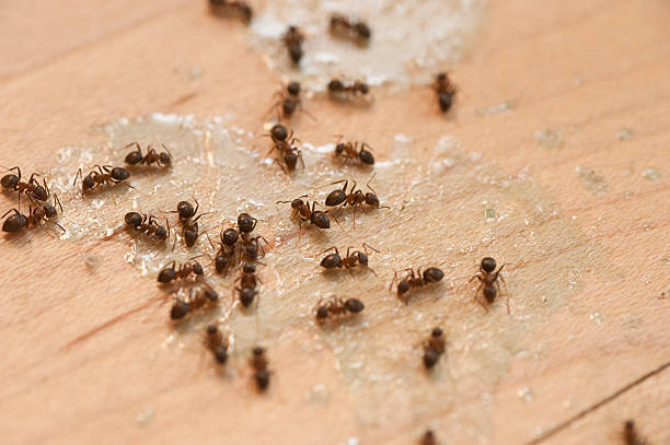 Best Exterminator Services  in Brunswick, MD
