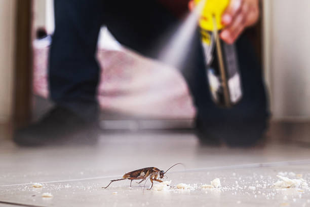 Wasp Removal Services in Brunswick, MD